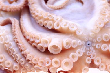 Beyaz arkaplanda ahtapot