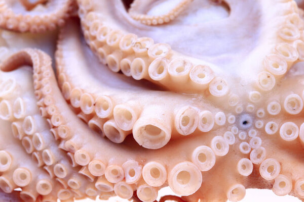 Осьминог на белом фоне