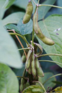 Yeşil fasulyeler vahşi doğada yetişir, yakın plan resimler.