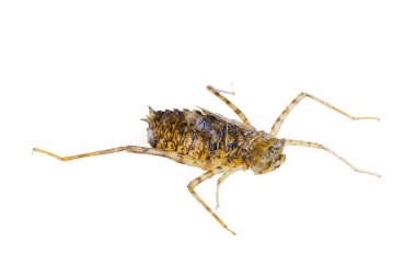 Yusufçuk larvaları, ve beyaz arka planda