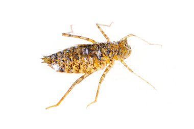 Yusufçuk larvaları, ve beyaz arka planda