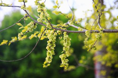 Karaağaç dalları. Hollanda karaağacı. Altın karaağaç, baharda