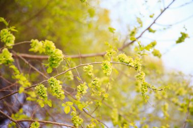 Karaağaç dalları. Hollanda karaağacı. Altın karaağaç, baharda