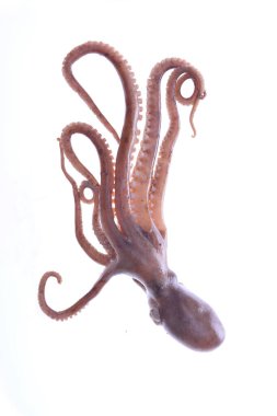 Beyaz arkaplanda ahtapot