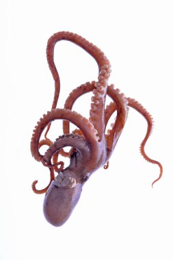 Beyaz arkaplanda ahtapot