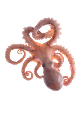 Beyaz arkaplanda ahtapot