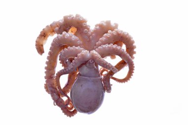 Beyaz arkaplanda ahtapot