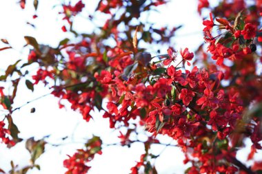 Çin çiçekli yaban elması. 