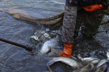 Balık ağlarındaki balıklar.