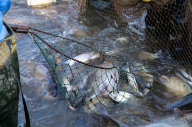Balık ağlarındaki balıklar.