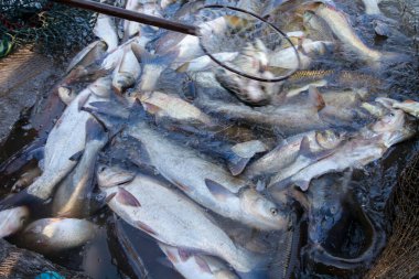 Balık ağlarındaki balıklar.