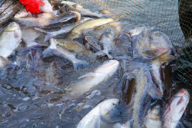 Balık ağlarındaki balıklar.