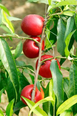 Organik şeftali ağacı dalı