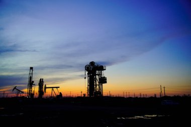 Elma ağacının dalında toplanmadan önce elma bahçesinde bir sürü olgun kırmızı elma var. Elma bahçesi.