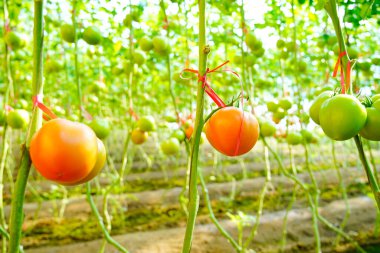 Çeşitli olgun hallerde domateslerin eti gövdede yetişir.