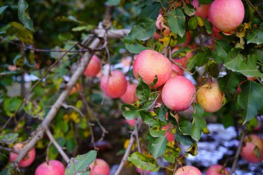 Elma ağacının dalında toplanmadan önce elma bahçesinde bir sürü olgun kırmızı elma var. Elma bahçesi.