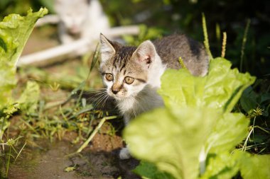 Bir kedi portresinin yakın çekimi, açık havada oynamak, çok sevimli bir kedi..