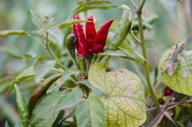 Biber tarlada yetişir ve çok güzeldir..