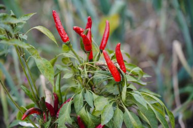 Biber tarlada yetişir ve çok güzeldir..