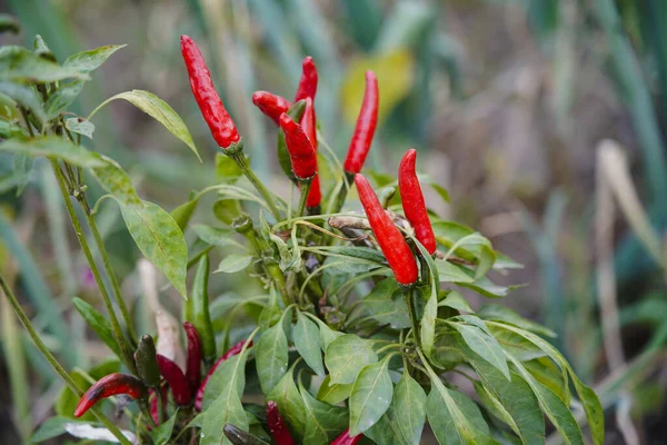 Biber tarlada yetişir ve çok güzeldir..