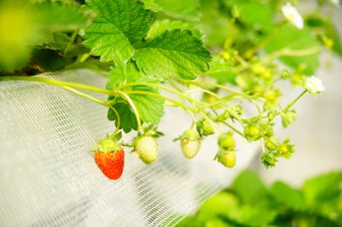 Çilekler çiçeklenir ve seralarda yetişir, bu da işleri kolaylaştırır.