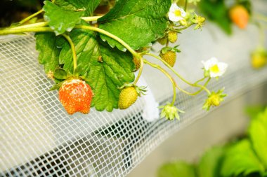 Çilekler çiçeklenir ve seralarda yetişir, bu da işleri kolaylaştırır.