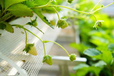 Çilekler çiçeklenir ve seralarda yetişir, bu da işleri kolaylaştırır.