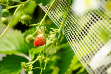 Çilekler çiçeklenir ve seralarda yetişir, bu da işleri kolaylaştırır.