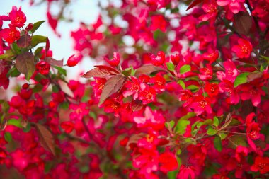 Çin çiçekli yaban elması, çok güzel.