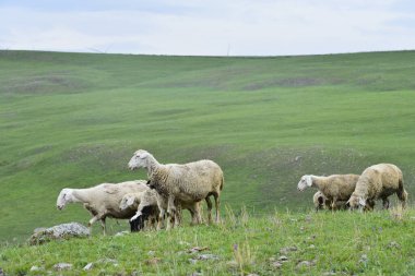 Otlaktaki koyun sürüsü ve mavi gökyüzü, otlak çiftliğinde ot yiyen bir koyun sürüsü, çimen tarlası