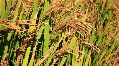 Olgun pirinç çiftliği, rüzgarda sallanan pirinç