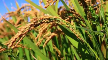 Olgun pirinç çiftliği, rüzgarda sallanan pirinç