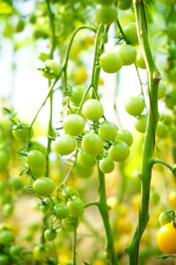 Çeşitli olgun hallerde domateslerin eti gövdede yetişir.