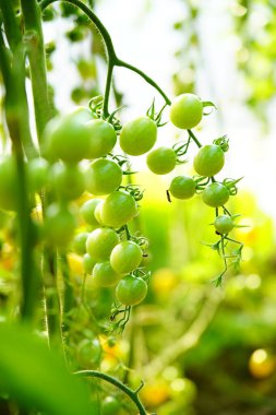 Çeşitli olgun hallerde domateslerin eti gövdede yetişir.