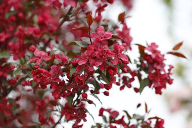 Çin çiçekli yaban elması.
