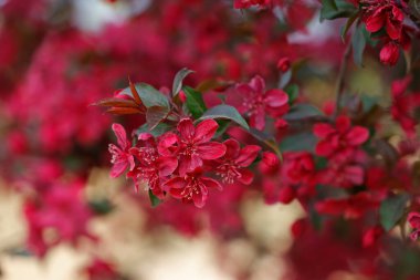 Çin çiçekli yaban elması.