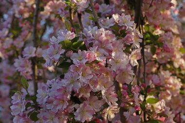 Çin çiçekli yaban elması.