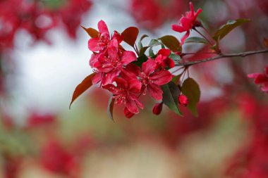 Çin çiçekli yaban elması.