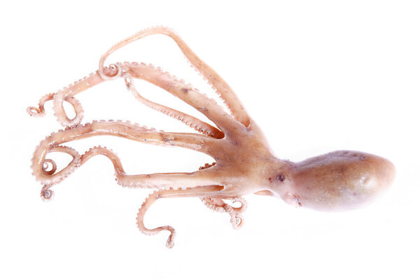 .Тюльпаны - яркие цветы.