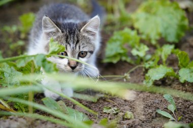 Bir kedi portresinin yakın çekimi, açık havada oynamak, çok sevimli bir kedi..