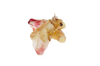 Genç ve taze kızıl beyaz bir arka planda oturuyor..