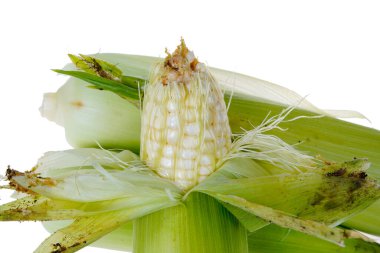 Koçandaki taze mısır bembeyaz bir yüzeyde yatıyor.