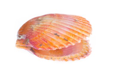 Deniz tarakları beyaz bir arkaplanda izole edilmiş, çok taze.