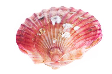 Deniz tarakları beyaz bir arkaplanda izole edilmiş, çok taze.