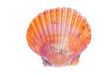 Deniz tarakları beyaz bir arkaplanda izole edilmiş, çok taze.