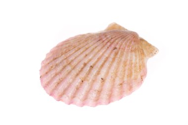 Deniz tarakları beyaz bir arkaplanda izole edilmiş, çok taze.