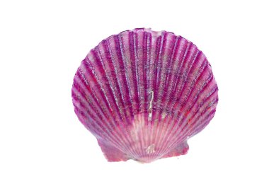 Deniz tarakları beyaz bir arkaplanda izole edilmiş, çok taze.