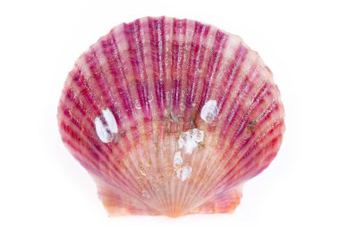 Deniz tarakları beyaz bir arkaplanda izole edilmiş, çok taze.