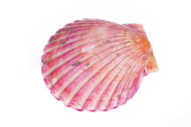 Deniz tarakları beyaz bir arkaplanda izole edilmiş, çok taze.