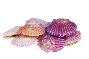 Deniz tarakları beyaz bir arkaplanda izole edilmiş, çok taze.